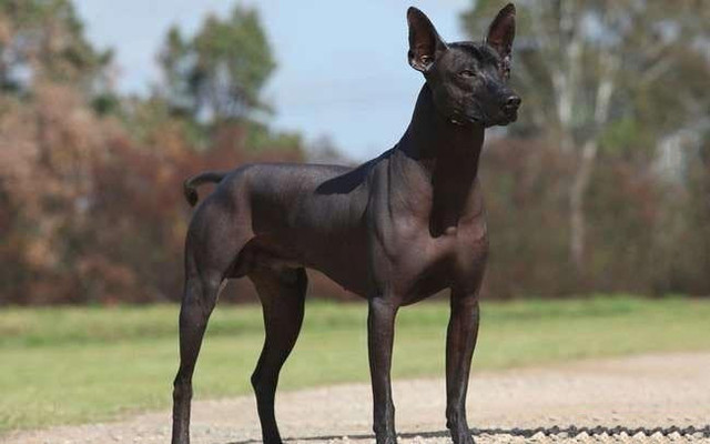 世界上最稀有的之一犬，你见过几个？