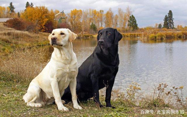 狗狗号称“人见人爱”特别听话好养NO.1：泰迪犬泰迪