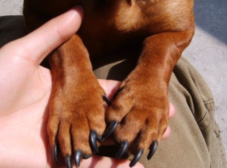 狗爪子表情图片