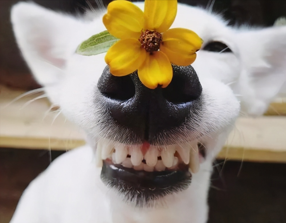 狗狗在你睡着后，会做这些事，说明你没有白养