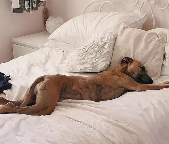 狗狗心事电子书txt_狗狗心事2_狗狗心事 下载