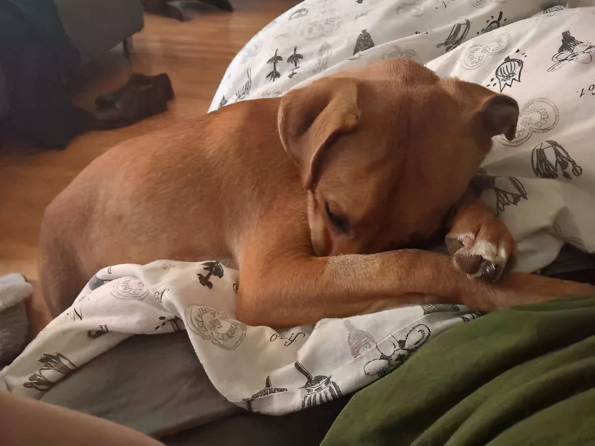 狗狗在你睡着后，会做这些事，说明你没有白养