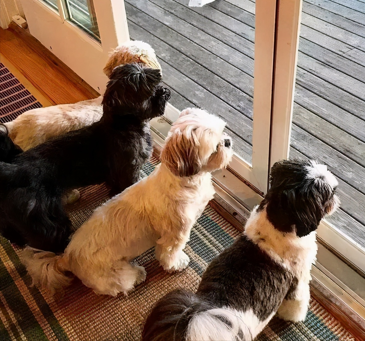 狗狗在你睡着后，会做这些事，说明你没有白养