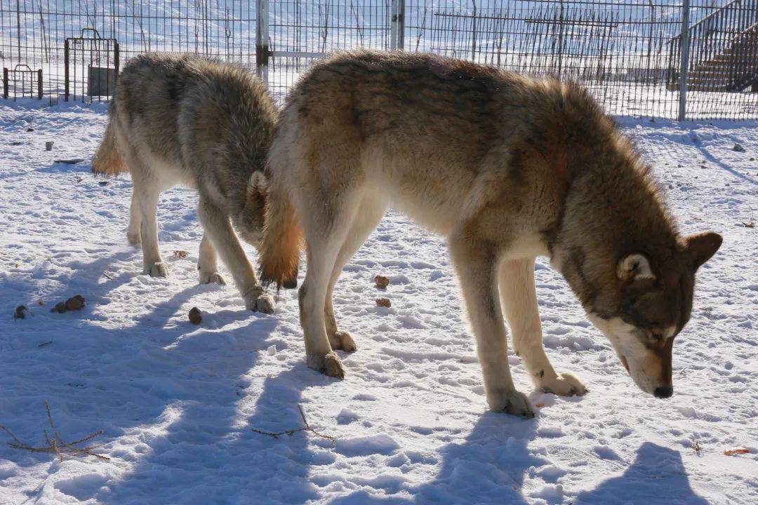 一部狗拉着雪橇比赛的电影_天宇雪橇犬基地病狗_马犬养殖基地,马犬养殖场