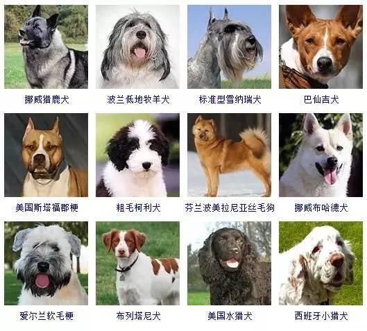 串串狗怎么分辨品种_土狗跟品种狗怎么分辨_各种串串狗品种大全及图片