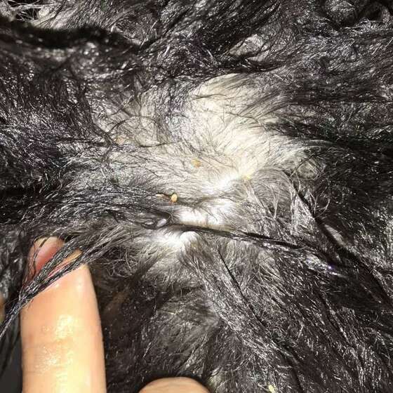 虚弓落病雁_现世信物狗和弓_狗弓形体病