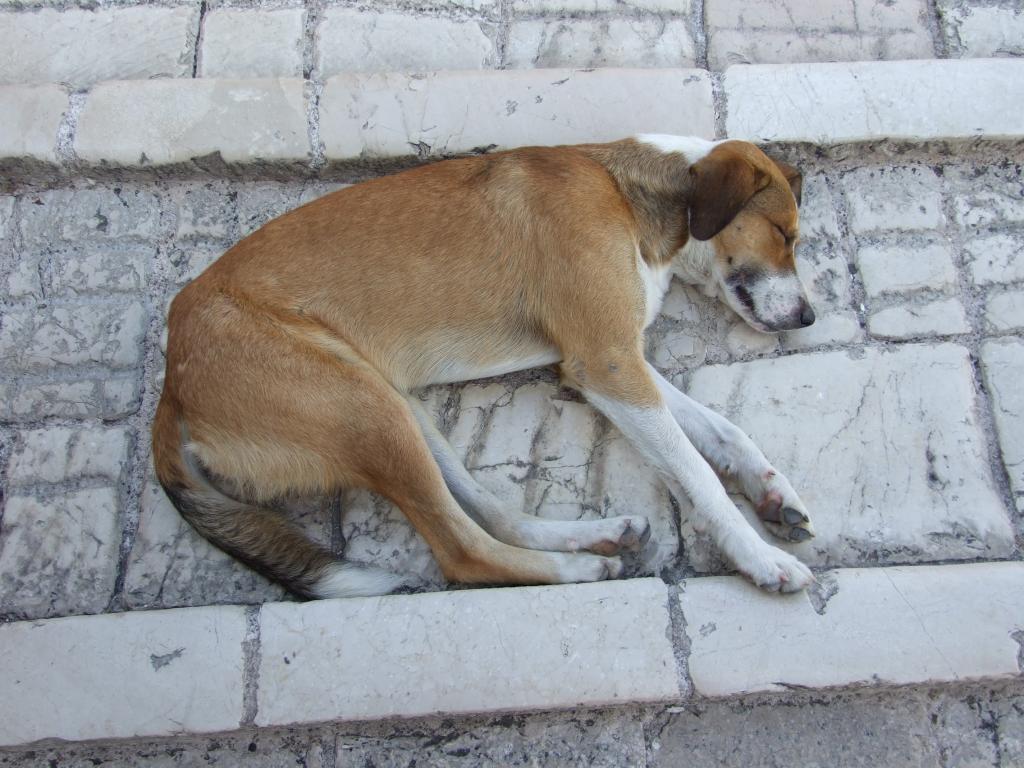 宠物店买到病狗怎么办_宠物店买到犬瘟狗_在宠物店买到病狗