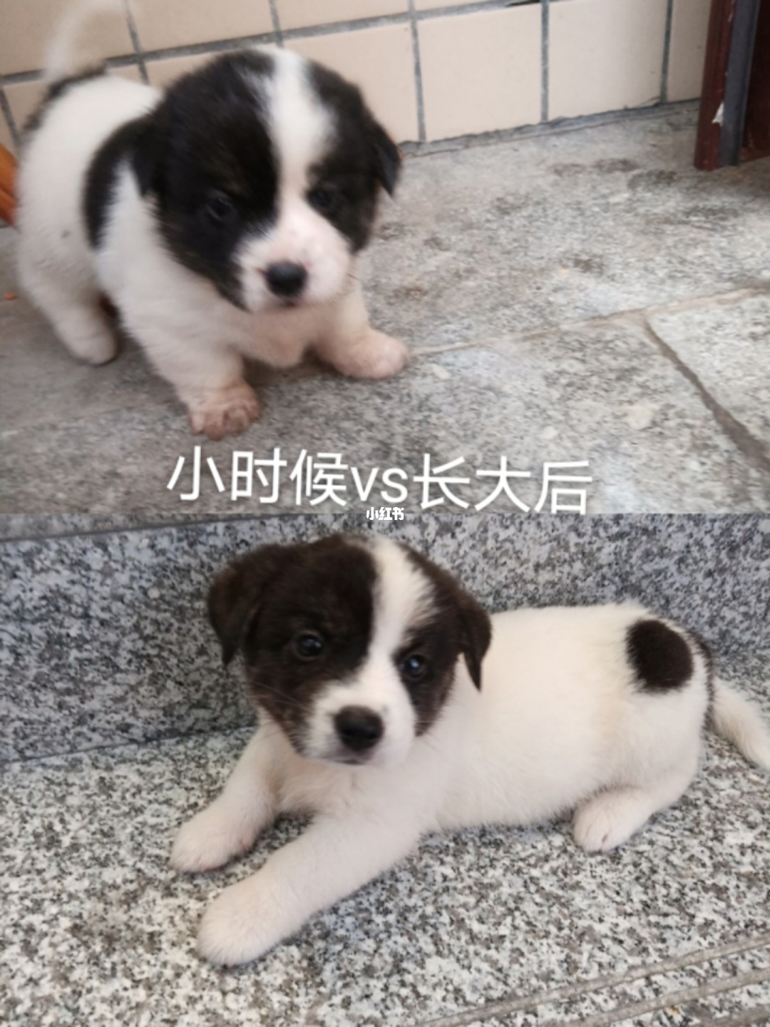 寿命最长狗品种_寿命最长陆龟品种_狗寿命最长