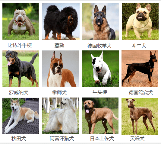最长寿命的狗_寿命最长狗品种_狗最长寿命吉尼斯