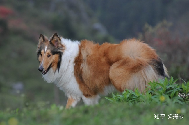 大种狗都有哪些_大种狗有哪些品种_凌云飞盘狗犬舍种狗图片