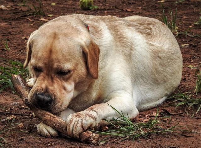 拉布拉多犬身上有哪些习惯，你家狗狗有几个吗？