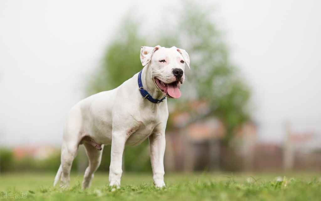 我就是我，趣谈世界名犬，你知道它吗（完结篇）