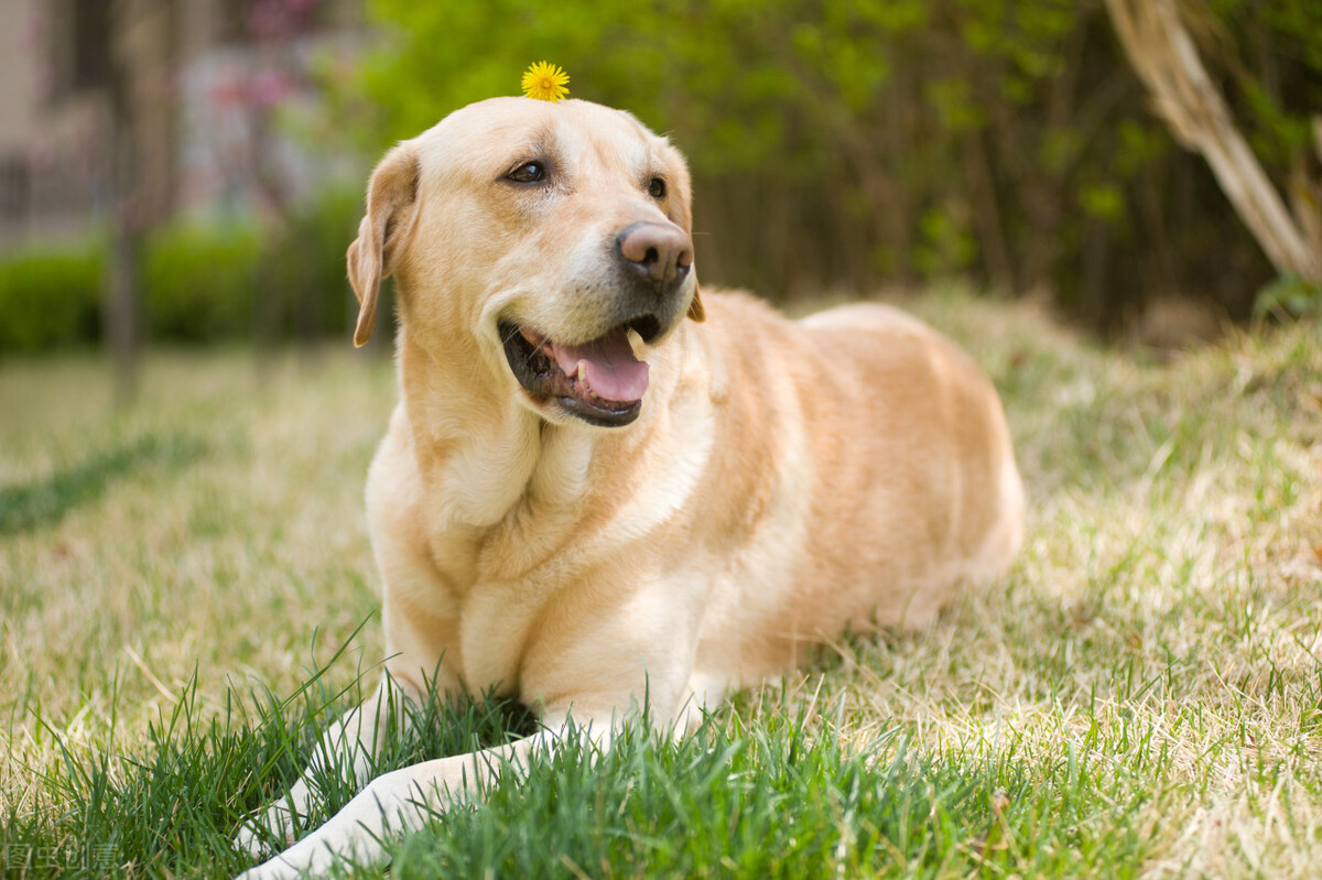 我就是我，趣谈世界名犬，你知道它吗（完结篇）