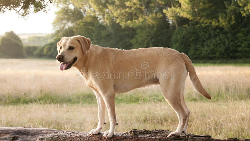 我就是我，趣谈世界名犬，你知道它吗（完结篇）