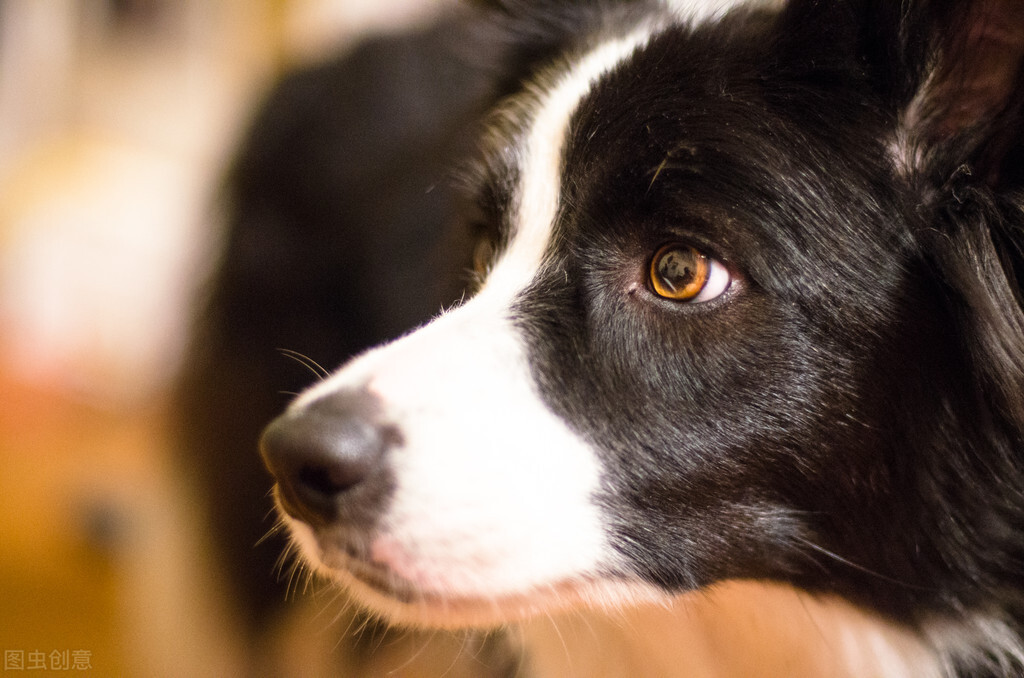 我就是我，趣谈世界名犬，你知道它吗（完结篇）