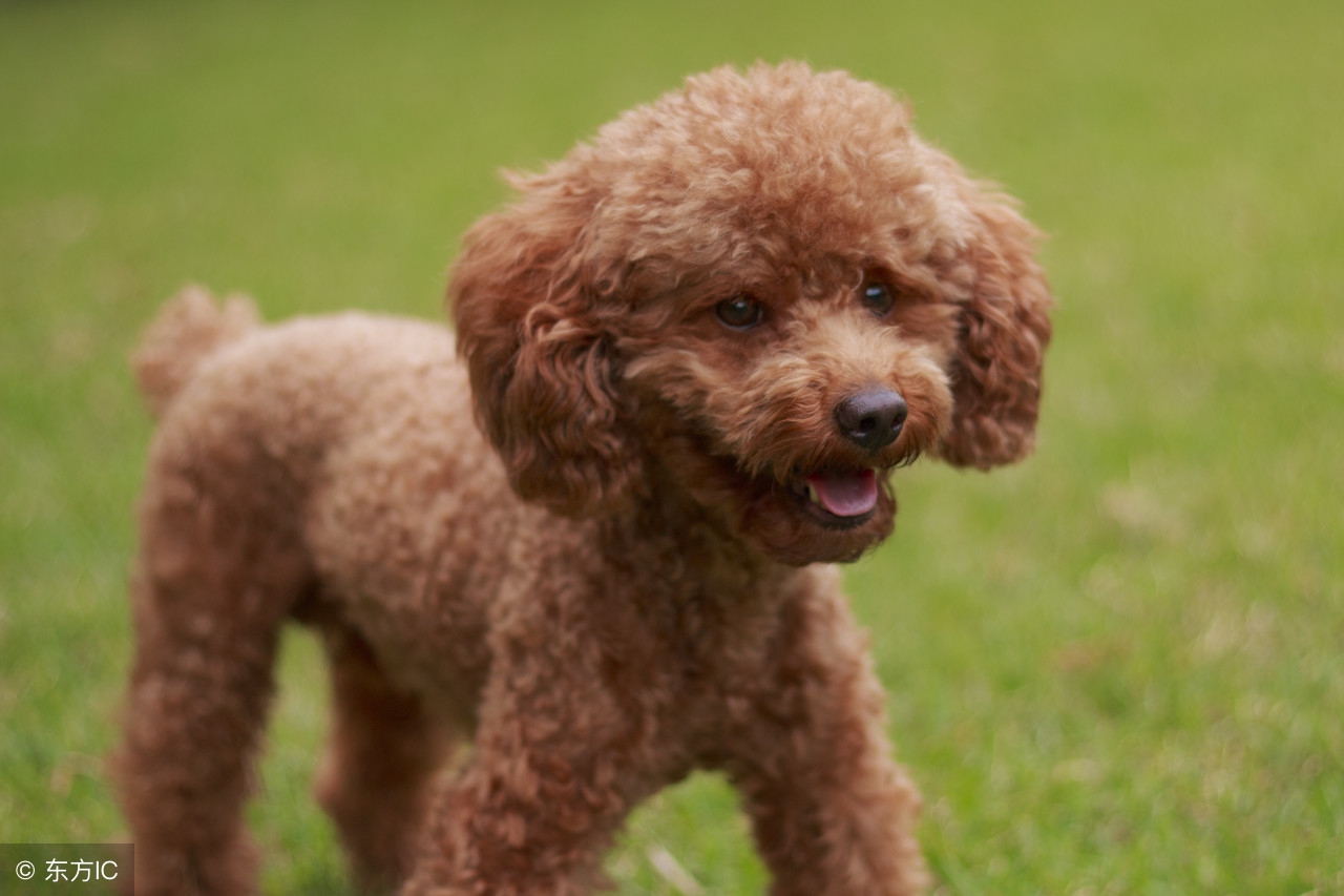 贵宾犬家庭美容方法，你不得不知