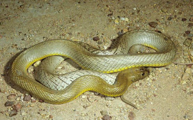 世界上存在的毒蛇种类数不胜数，重达13斤，太攀蛇