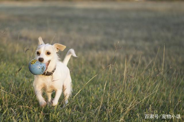 狗狗训练宠物犬笔直地蹲立：让爱犬听到你的口令