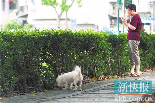 遛狗不牵绳吓坏咬伤老人小孩五针疫苗广州市