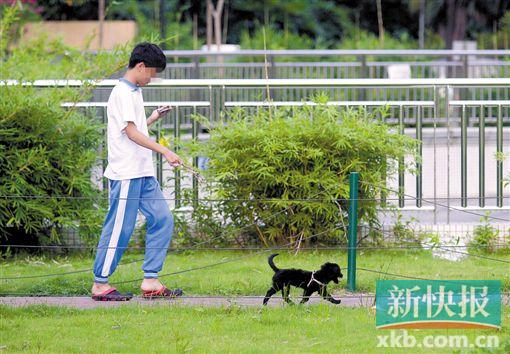 遛狗不牵绳吓坏咬伤老人小孩五针疫苗广州市