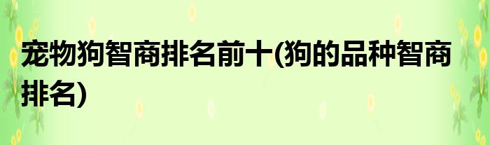 世界上最聪明的狗狗，智商排名表前十，你知道吗？