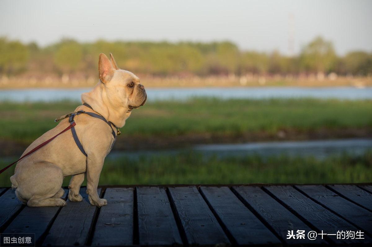 你有没有注意过你家狗突然喜欢蹭地走？可能是肛腺感染了