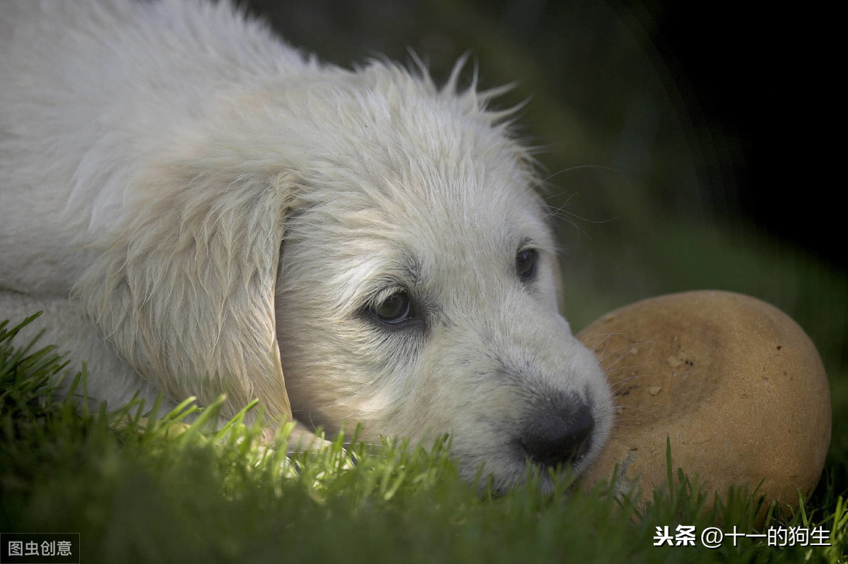 你有没有注意过你家狗突然喜欢蹭地走？可能是肛腺感染了