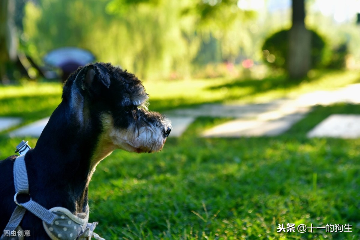 你有没有注意过你家狗突然喜欢蹭地走？可能是肛腺感染了