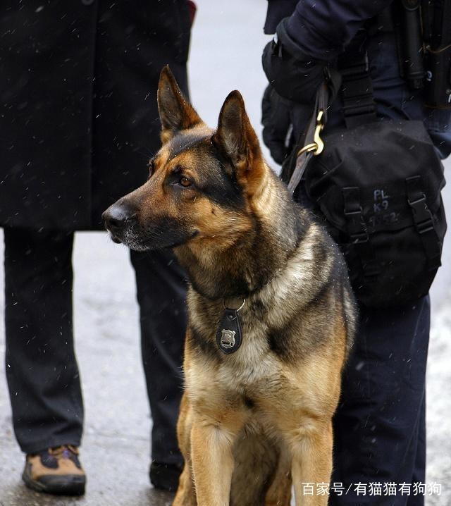 如果被缉毒犬闻到您的行李箱里有问题，别的先别管再说