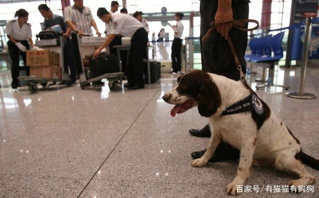 如果被缉毒犬闻到您的行李箱里有问题，别的先别管再说