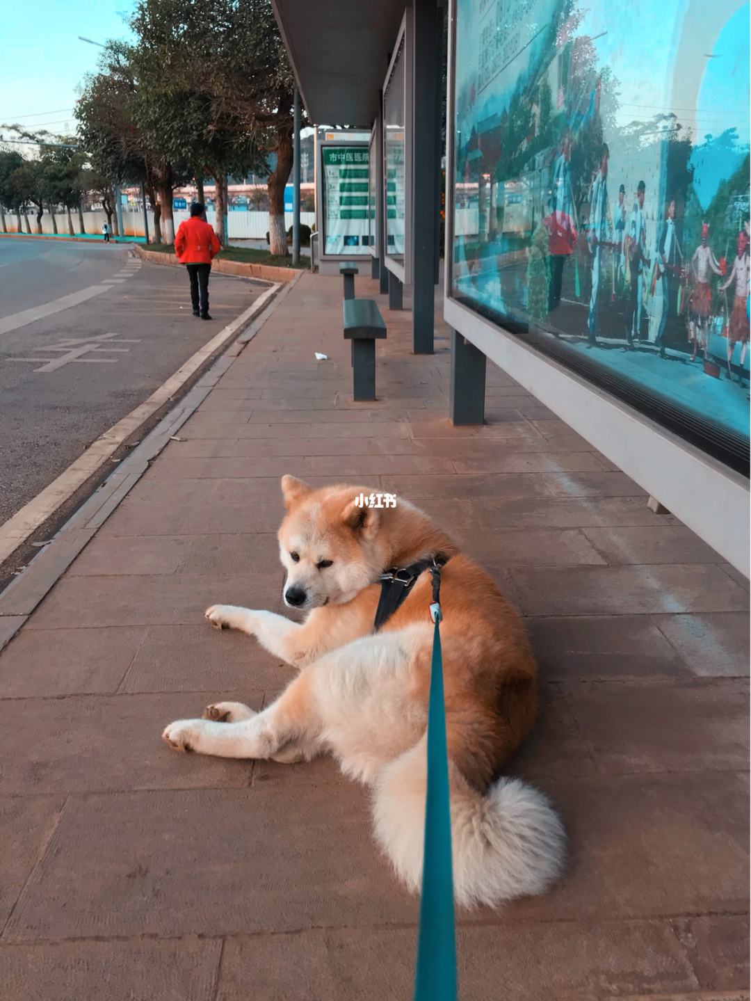 狗狗训练百科_训练狗狗蹲_如何训练猫用蹲便