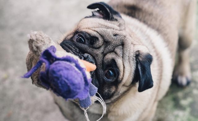 巴哥犬白送都别要，不然你会后悔的！！