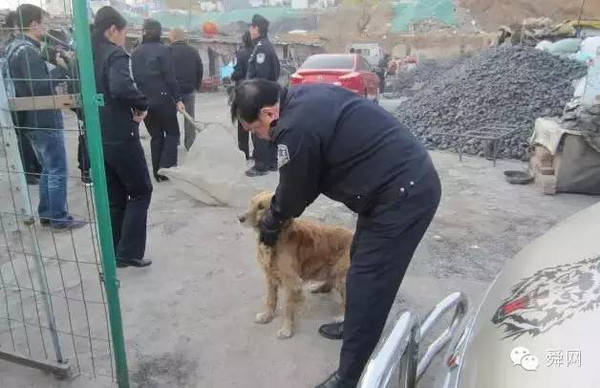 养哪几种狗好养能赚钱_小区不让养狗_新手养什么狗最好，要聪明的狗
