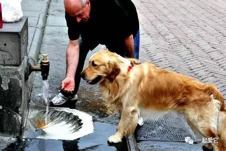 养博美犬好还是养泰迪狗好_沈阳养狗举报电话_养哪几种狗好养能赚钱