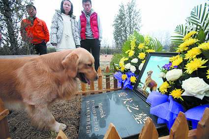 疯狗病狗还吃东西吗_梦见狗追我要东西吃_疯狗病狗还吃东西吗