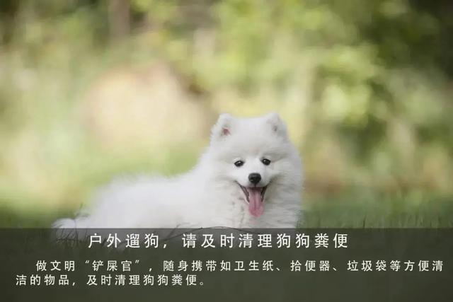 户外遛狗，需要遵守相应规范建设文明城市，养狗也需要合法
