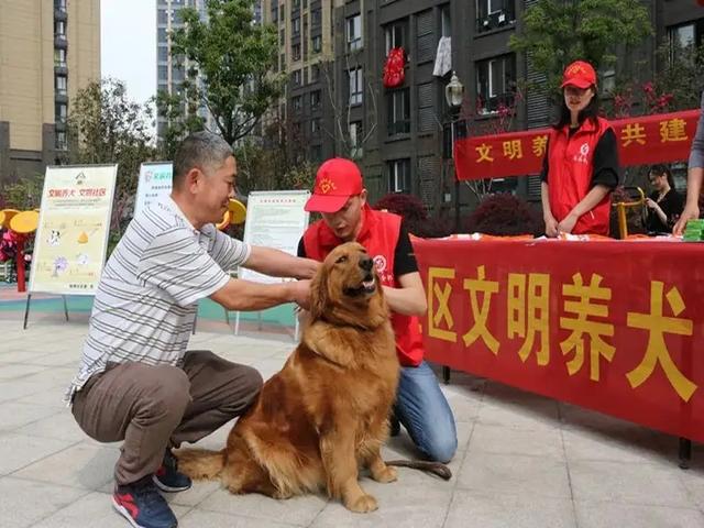 户外遛狗，需要遵守相应规范建设文明城市，养狗也需要合法