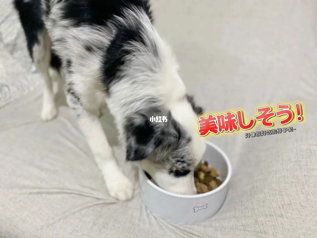 宁波办狗证需要什么资料_苏州相城区养狗需要办证吗_唐山养德牧办狗证