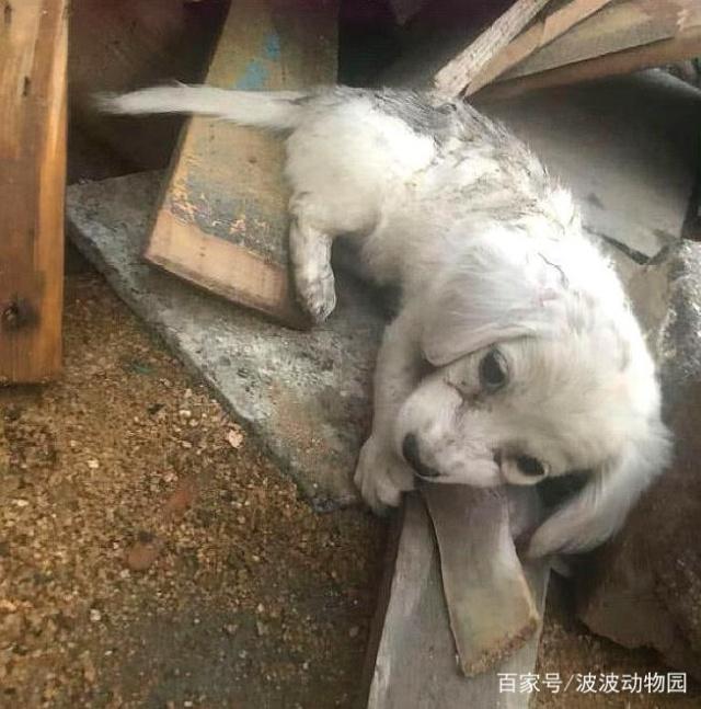 狗狗被主人收养后，却没有了“家”，原因竟是……