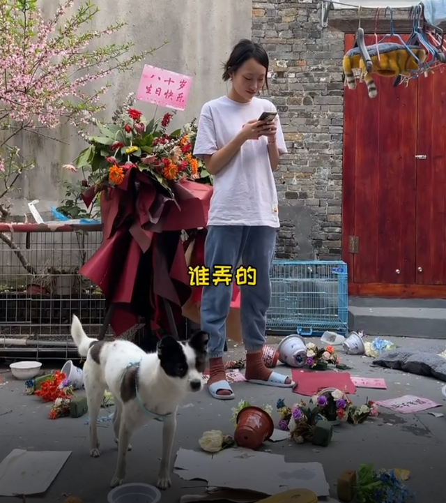 宠物鸡起名“鸡飞”，合起来就是鸡飞狗跳！
