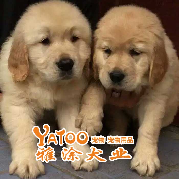 楼房怎么养狗_狗养大的老虎不咬狗_上班族楼房养什么狗