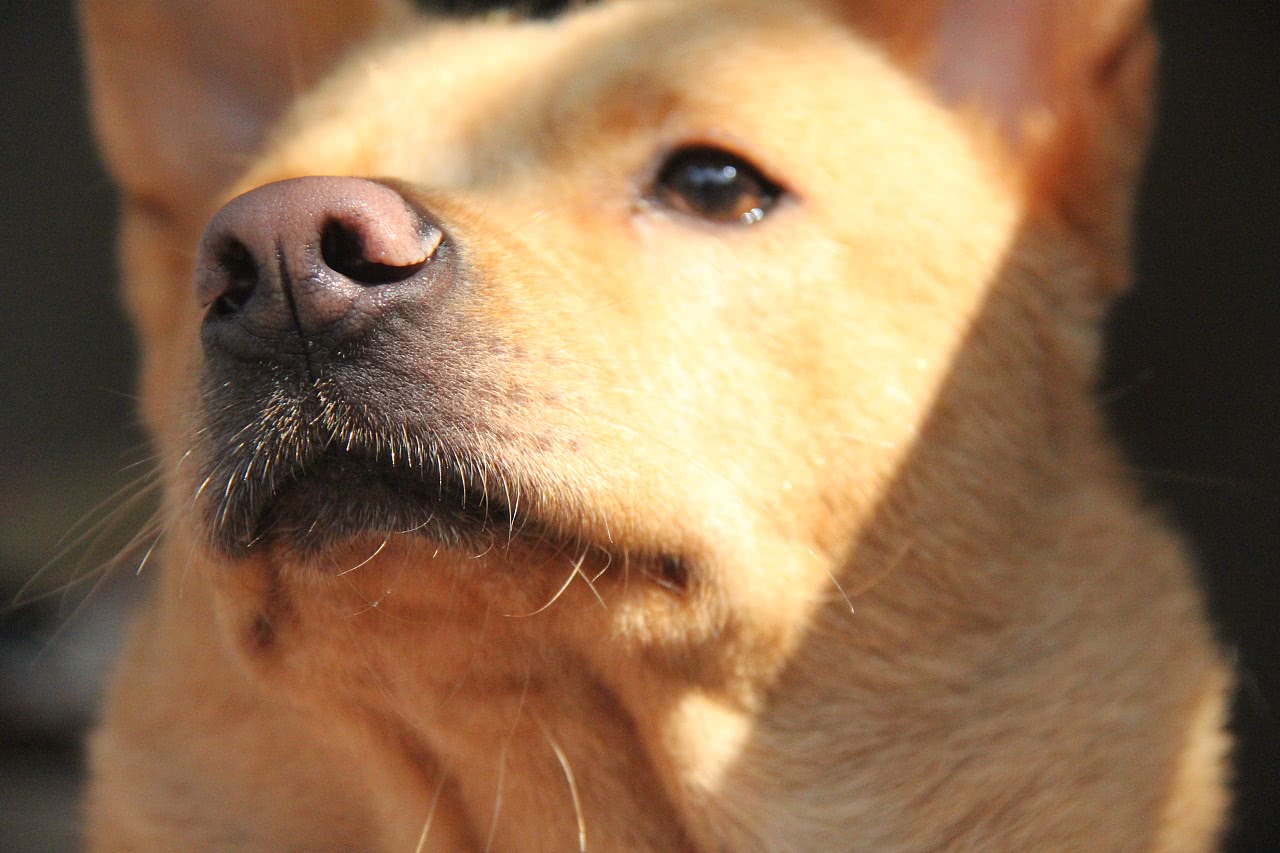 为什么说中华田园犬都是土狗？它们的这两大本领远胜品种狗