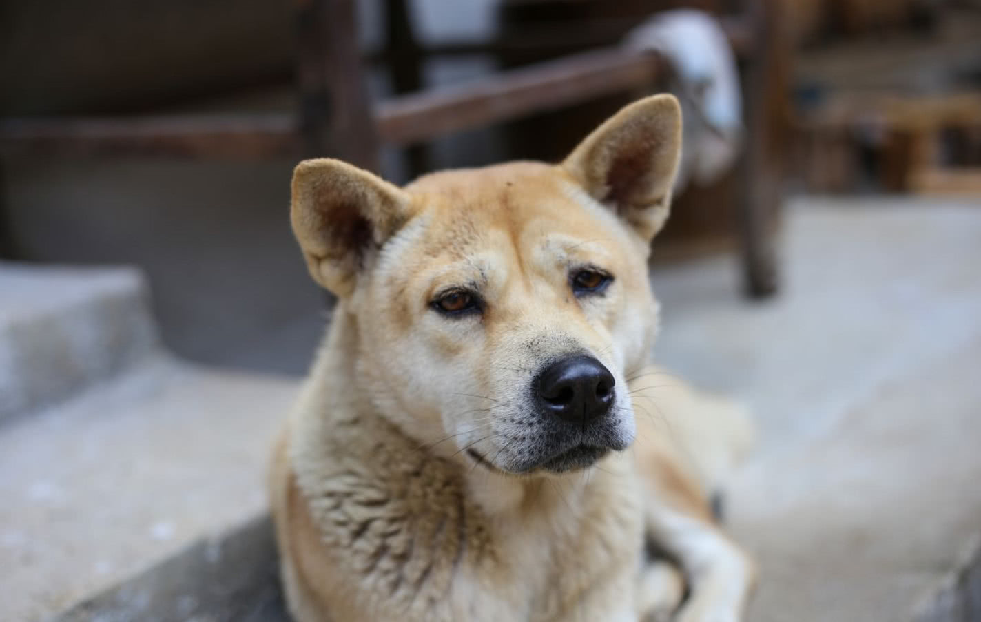 为什么说中华田园犬都是土狗？它们的这两大本领远胜品种狗