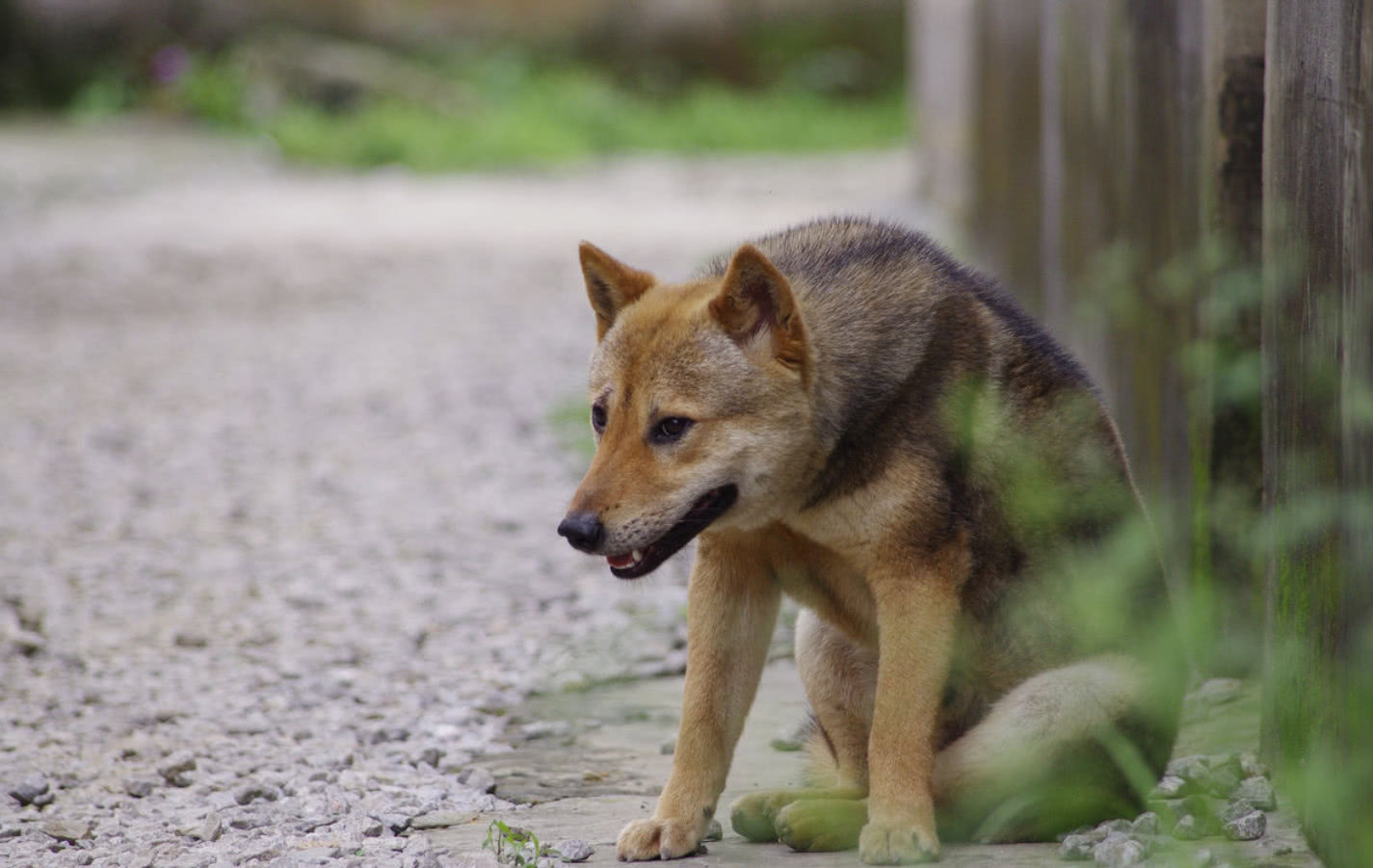 为什么说中华田园犬都是土狗？它们的这两大本领远胜品种狗