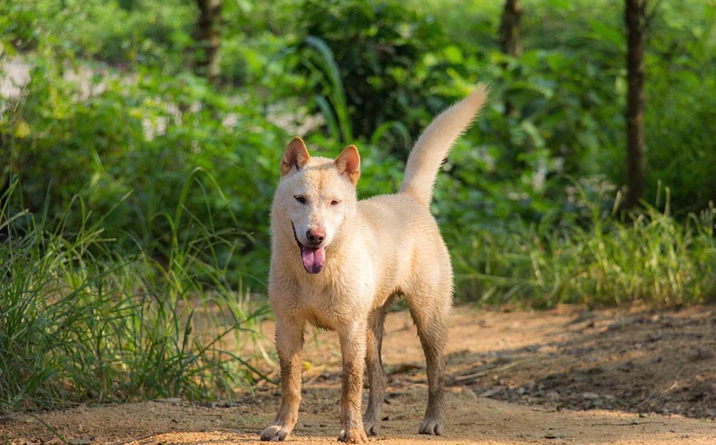 为什么说中华田园犬都是土狗？它们的这两大本领远胜品种狗