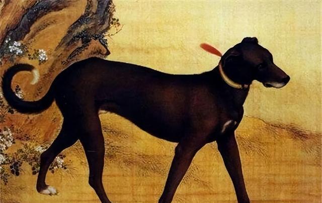 中国古代医学技术落后人们被疯狗咬了之后又怎么样应对