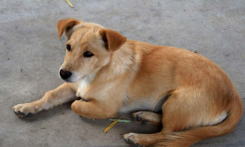 凭什么很多人看低中华田园犬？本土狗更值得关爱，你该知道这些