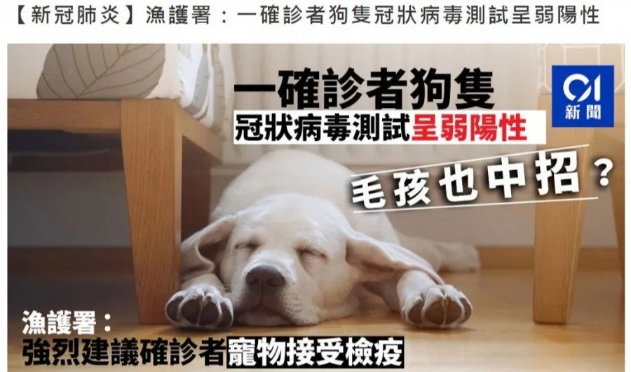 苏州沈思港路宠物店卖病狗_宠物店病狗特征_宠物店买到病狗