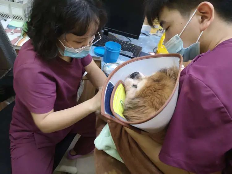 浦东警方查处上海首例养犬人遗弃犬只受到处罚的案件