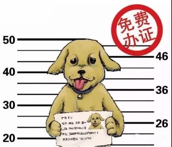 病狗_我抛弃了一只病狗_狗布鲁氏杆菌病